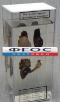 Влажный препарат "Внутреннее строение брюхоногого моллюска" - fgospostavki.ru - Белогорск