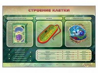 Электрифицированный стенд "Строение клетки" с маркерными полями - fgospostavki.ru - Белогорск
