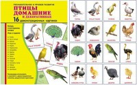 Демонстрационные карточки "Птицы домашние и декоративные" - fgospostavki.ru - Белогорск