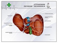 Стенд "Строение печени человека" - fgospostavki.ru - Белогорск