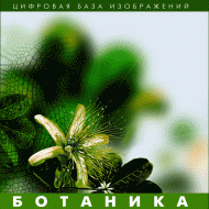 Ботаника. (Цифровая база изображений) - fgospostavki.ru - Белогорск