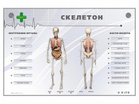 Электрифицированный стенд-тренажер "Скелетон" - fgospostavki.ru - Белогорск