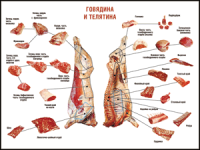 Таблица "Правила разделки мясных туш. Говядина и телятина" (100х140 сантиметров, винил) - fgospostavki.ru - Белогорск