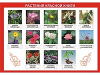 Таблица демонстрационная "Растения Красной книги" (винил 100*140) - fgospostavki.ru - Белогорск