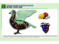 Рельефная таблица "Внутреннее строение голубя" (формат А1, матовое ламинирование) - fgospostavki.ru - Белогорск