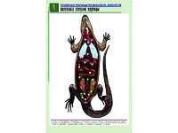 Рельефная таблица "Внутреннее строение ящерицы" (формат А1, матовое ламинирование) - fgospostavki.ru - Белогорск