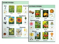Коллекция "Семена и плоды" - fgospostavki.ru - Белогорск