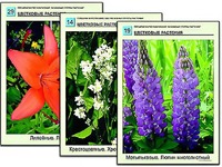 Гербарий фотографический "Основные группы растений" - fgospostavki.ru - Белогорск