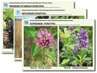 Гербарий фотографический "Сельскохозяйственные растения России" - fgospostavki.ru - Белогорск