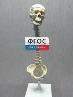 Модель "Позвоночник с черепом и тазом" - fgospostavki.ru - Белогорск