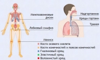 Интерактивные курсы. Биология 9 класс. Базовый. - fgospostavki.ru - Белогорск