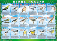 Комплект таблиц "Птицы России (4 листа)" (100х140 сантиметров, винил) - fgospostavki.ru - Белогорск