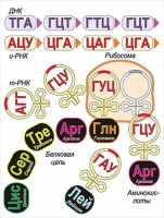 Модель-аппликация Биосинтез белка - fgospostavki.ru - Белогорск