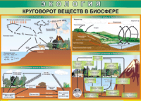 Таблица "Круговорот веществ в биосфере" (100х140 сантиметров, винил) - fgospostavki.ru - Белогорск