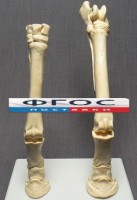Скелет конечности лошади (передняя и задняя) на подставке - fgospostavki.ru - Белогорск