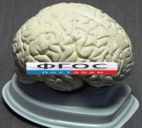 Модель "Мозг в разрезе" (белый) - fgospostavki.ru - Белогорск