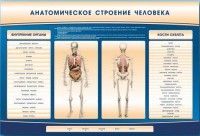 Электрифицированный стенд-тренажер c макетом скелета "Анатомическое строение человека" - fgospostavki.ru - Белогорск