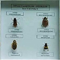 Коллекция энтомологическая "Представители отряда насекомых" - fgospostavki.ru - Белогорск