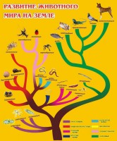 Стенд "Развитие животного мира на земле" - fgospostavki.ru - Белогорск