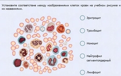 Интерактивные курсы. Биология 11 класс. Расширенный. - fgospostavki.ru - Белогорск
