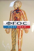 Модель барельефная "Кровеносная система человека" - fgospostavki.ru - Белогорск