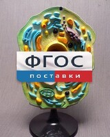 Модель "Клетка растения" - fgospostavki.ru - Белогорск