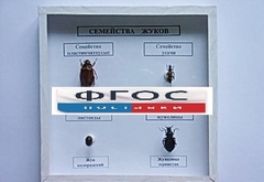 Коллекция "Семейство жуков" - fgospostavki.ru - Белогорск