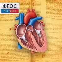 Анатомия (Цифровой атлас школьника) - fgospostavki.ru - Белогорск