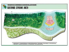 Рельефная таблица "Клеточное строение листа" (формат А1, матовое ламинирование) - fgospostavki.ru - Белогорск