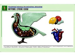 Рельефная таблица "Внутреннее строение голубя" (формат А1, матовое ламинирование) - fgospostavki.ru - Белогорск