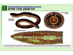 Рельефная таблица "Внутреннее строение дождевого червя" (формат А1, матовое ламинирование) - fgospostavki.ru - Белогорск