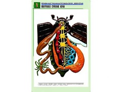 Рельефная таблица "Внутреннее строение жука" (формат А1, матовое ламинирование) - fgospostavki.ru - Белогорск