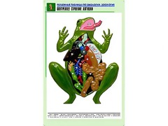 Рельефная таблица "Внутреннее строение лягушки" (формат А1, матовое ламинирование) - fgospostavki.ru - Белогорск