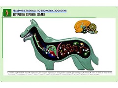 Рельефная таблица "Внутреннее строение собаки" (формат А1, матовое ламинирование) - fgospostavki.ru - Белогорск
