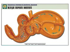 Рельефная таблица "Желудок жвачного животного" (формат А1, матовое ламинирование) - fgospostavki.ru - Белогорск