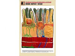 Рельефная таблица "Ворсинка кишечная с сосудом" (формат А1, матовое ламинирование) - fgospostavki.ru - Белогорск