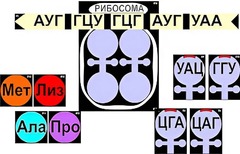 Модель-аппликация "Биосинтез белка" (ламинированная) - fgospostavki.ru - Белогорск