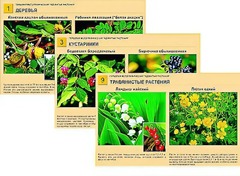 Гербарий фотографический "Ядовитые растения" - fgospostavki.ru - Белогорск