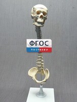 Модель "Позвоночник с черепом и тазом" - fgospostavki.ru - Белогорск