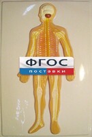 Модель барельефная "Нервная система человека" - fgospostavki.ru - Белогорск