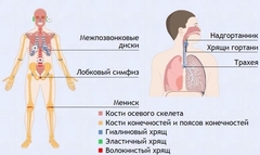 Интерактивные курсы. Биология 9 класс. Базовый. - fgospostavki.ru - Белогорск