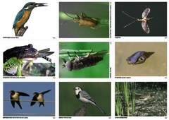 Комплект таблиц Природные зоны России. Сообщества (комплект 18 таблиц) - fgospostavki.ru - Белогорск