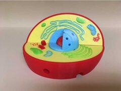 Модель растительной клетки - fgospostavki.ru - Белогорск