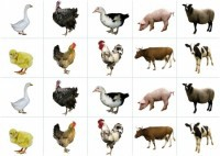 Комплект карточек "Запоминай, играй, считай" - Домашние животные - fgospostavki.ru - Белогорск