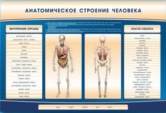Электрифицированный стенд-тренажер c макетом скелета "Анатомическое строение человека" - fgospostavki.ru - Белогорск