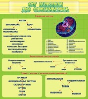 Стенд "От клетки до организма" - fgospostavki.ru - Белогорск