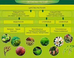 Стенд "Систематика растений" - fgospostavki.ru - Белогорск