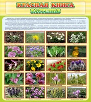 Стенд "Красная книга - растения" - fgospostavki.ru - Белогорск