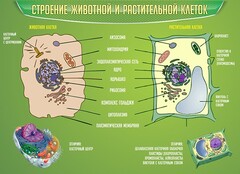 Стенд "Строение животной и растительной клеток" - fgospostavki.ru - Белогорск