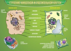  Биология - fgospostavki.ru - Белогорск